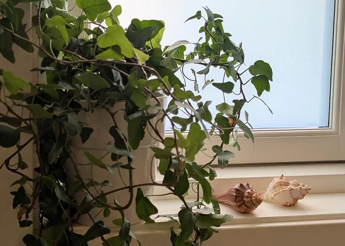 Bellahuset - Charming House In * Ulsteinvik